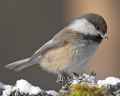 Сероголовая гаичка фото (Parus cinctus) - изображение №2766 onbird.ru.<br>Источник: birds.audubon.org